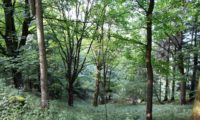 hábito florestal do bordo (as três árvores centrais da imagem) - Acer pseudoplatanus