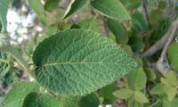 Viburnum lantana - viburno (2)