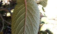Viburnum lantana - viburno (3)