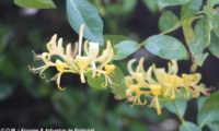 madressilva-das-boticas - Lonicera periclymenum (16)
