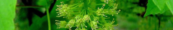 panículas, flores do bordo - Acer pseudoplatanus