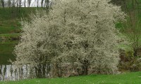 hábito, floração do brunheiro-bravo – Prunus spinosa