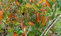 folhas, aspecto parcial, salsaparrilha - Smilax aspera