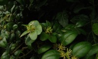 flores do buxo - Buxus sempervirens