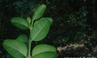 folhas inferiores do buxo - Buxus sempervirens