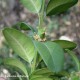 fruto imaturo do buxo - Buxus sempervirens