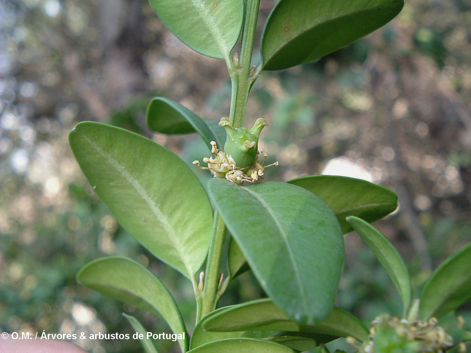 fruto imaturo do buxo - Buxus sempervirens