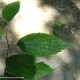 página superior do lódão-bastardo - Celtis australis