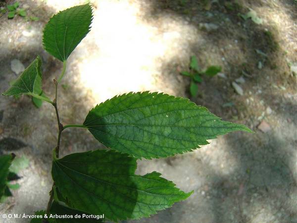 página superior do lódão-bastardo - Celtis australis