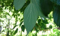 página inferior do lódão-bastardo - Celtis australis