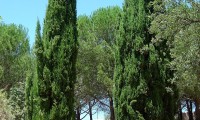 hábito fusiforme do cipreste – Cupressus sempervirens