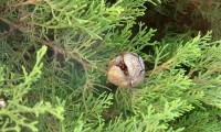 gálbula com sementes visíveis do cipreste - Cupressus sempervirens