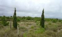 jovens ciprestes - Cupressus sempervirens