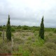 jovens ciprestes - Cupressus sempervirens