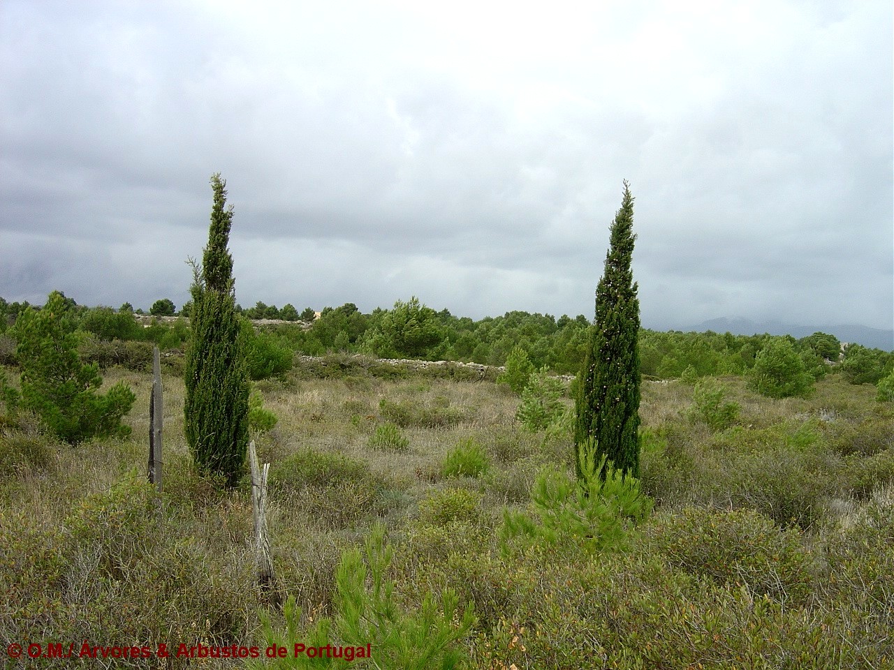 jovens ciprestes - Cupressus sempervirens