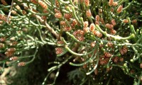 flores masculinas do cipreste – Cupressus sempervirens