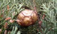 gálbula (fruto) do cipreste – Cupressus sempervirens