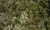 flores do abrunheiro-bravo – Prunus spinosa