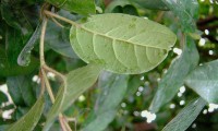 folha, página inferior do folhado - Viburnum tinus