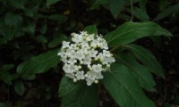 corimbo florido de folhado - Viburnum tinus