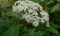 flores creme em corimbo, folhado - Viburnum tinus