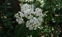 flores creme ou com veios rosados do folhado - Viburnum tinus