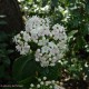 flores creme ou com veios rosados do folhado - Viburnum tinus
