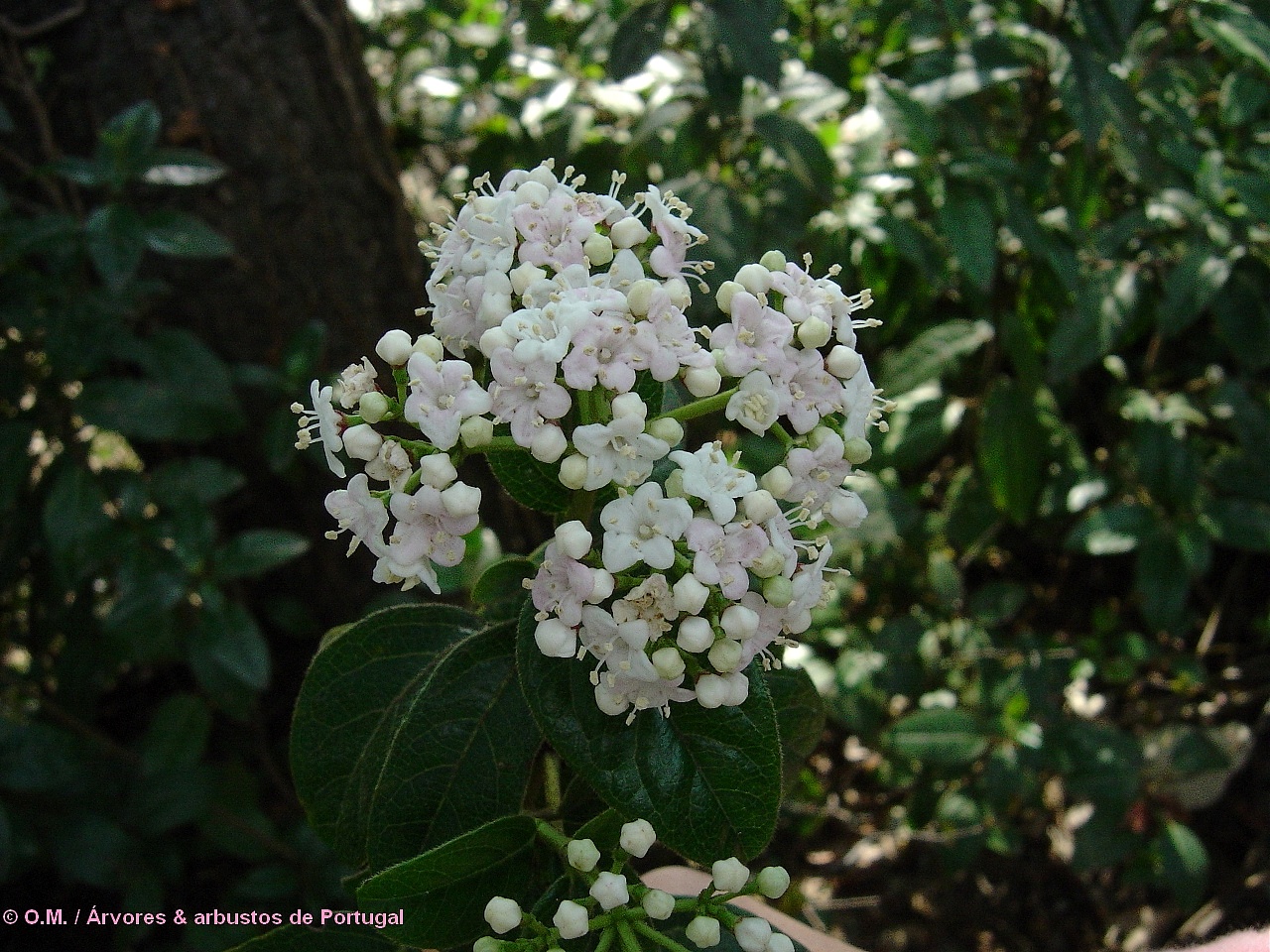 flores creme ou com veios rosados do folhado - Viburnum tinus