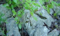jovem pé de folhado - Viburnum tinus
