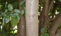ritidoma com lenticelas, folhado - Viburnum tinus