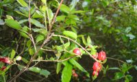 galhas vermelhas do carrasco – Quercus coccifera