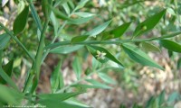 flor feminina de gilbardeira - Ruscus aculeatus