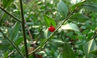 baga matura da gilbardeira - Ruscus aculeatus