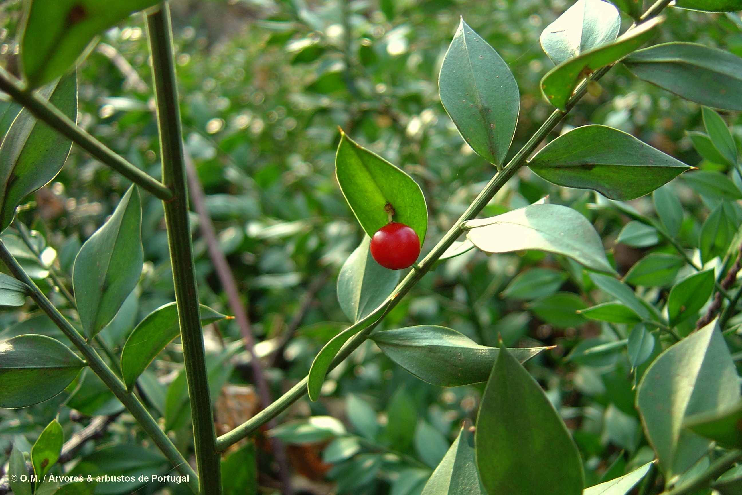 baga matura da gilbardeira - Ruscus aculeatus