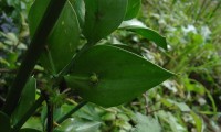 baga verde em formação, gilbardeira - Ruscus aculeatus
