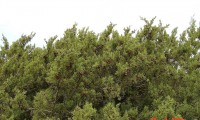 aspecto parcial, frutificação da sabina-da-praia - Juniperus turbinata subsp. turbinata