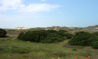 hábito prostrado da sabina-da-praia – Juniperus turbinata subsp. turbinata