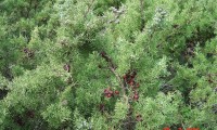 frutos maduros da sabina-da-praia – Juniperus turbinata subsp. turbinata