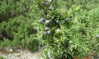 frutos imaturos da sabina-da-praia – Juniperus turbinata subsp. turbinata