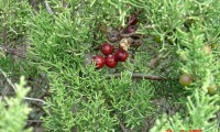 sabina-da-praia, gálbulas maduras (frutos) – Juniperus turbinata subsp. turbinata
