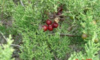 sabina-da-praia, gálbulas maduras (frutos) – Juniperus turbinata subsp. turbinata