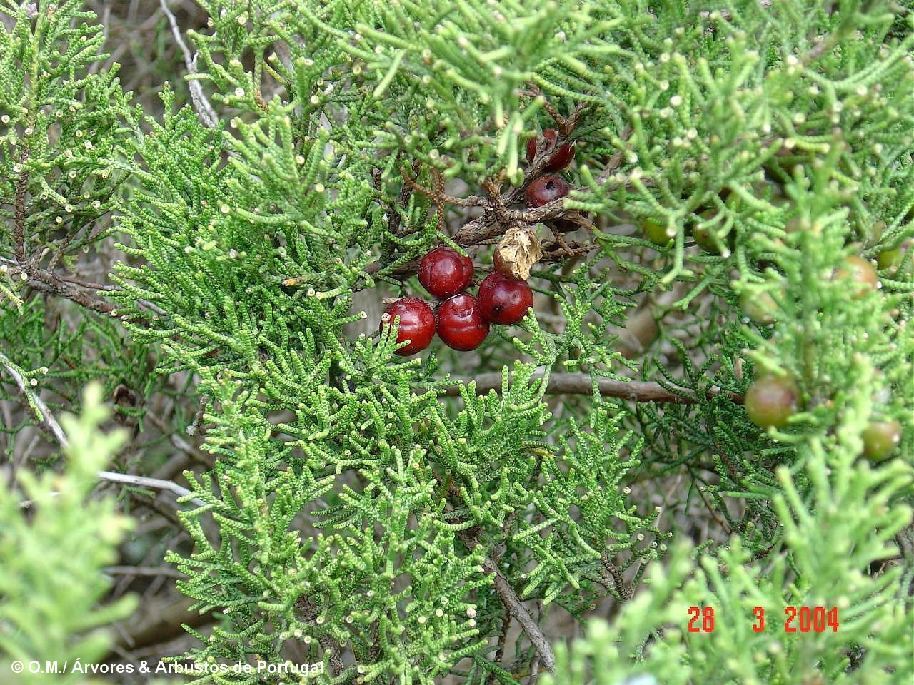 sabina-da-praia, gálbulas maduras (frutos) – Juniperus turbinata subsp. turbinata