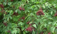 sabugueiro, aspecto parcial corimbos, frutos – Sambucus nigra