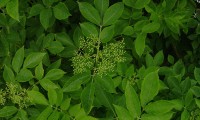 botões de sabugueiro – Sambucus nigra