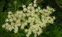 corimbo florido de sabugueiro – Sambucus nigra