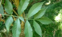 folha, página superior, sabugueiro – Sambucus nigra