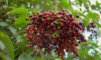 corimbo de frutos, bagas em maturação do sabugueiro – Sambucus nigra
