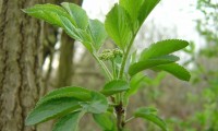 rebento do ano de sabugueiro – Sambucus nigra