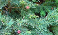 arilos de teixo com sementes visíveis – Taxus baccata