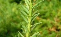 folhas, páginas inferiores com duas listras verde-claras, teixo – Taxus baccata